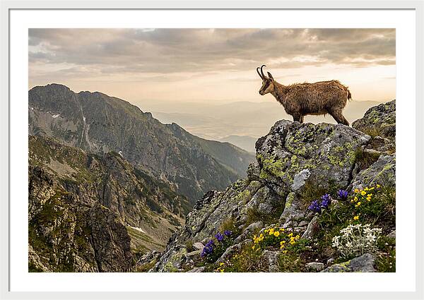 Chamois Standing Proudly On Alpine Peaks