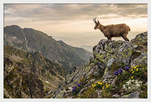 Chamois Standing Proudly On Alpine Peaks