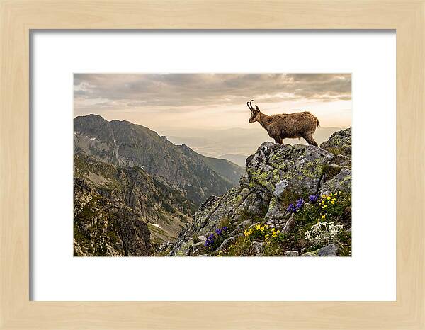 Chamois Standing Proudly On Alpine Peaks