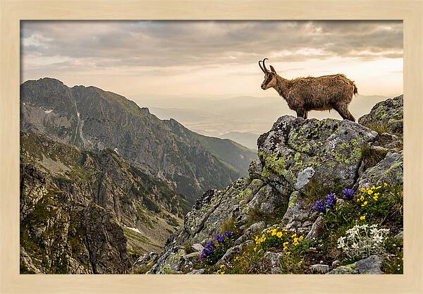 Chamois Standing Proudly On Alpine Peaks