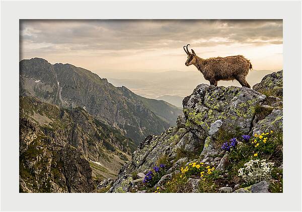 Chamois Standing Proudly On Alpine Peaks
