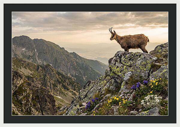 Chamois Standing Proudly On Alpine Peaks