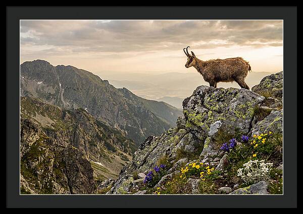 Chamois Standing Proudly On Alpine Peaks