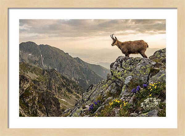 Chamois Standing Proudly On Alpine Peaks