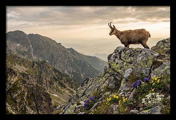 Chamois Standing Proudly On Alpine Peaks