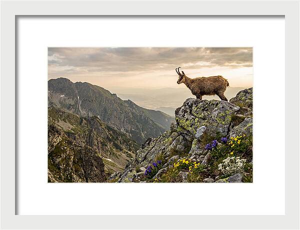 Chamois Standing Proudly On Alpine Peaks