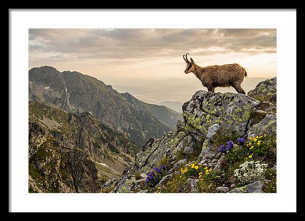 Chamois Standing Proudly On Alpine Peaks