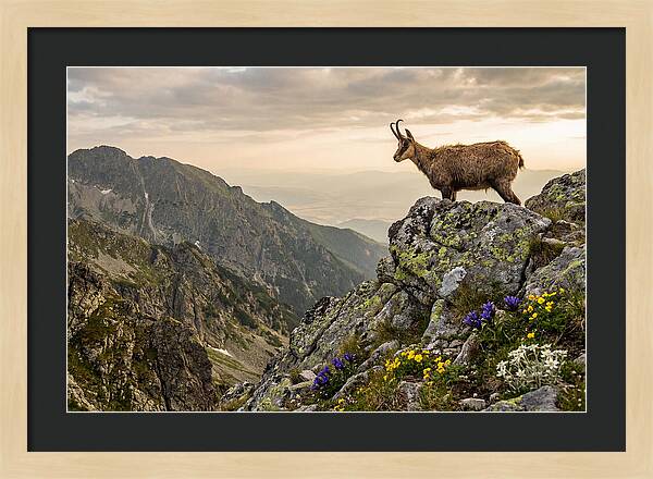 Chamois Standing Proudly On Alpine Peaks