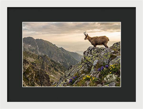 Chamois Standing Proudly On Alpine Peaks