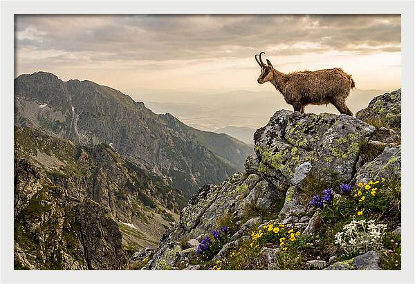 Chamois Standing Proudly On Alpine Peaks