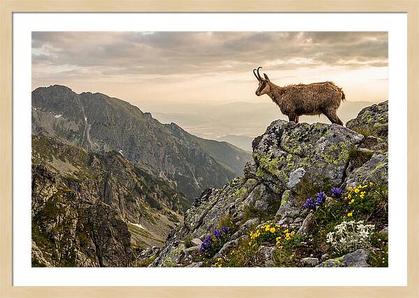 Chamois Standing Proudly On Alpine Peaks