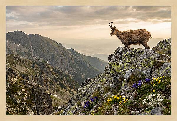 Chamois Standing Proudly On Alpine Peaks