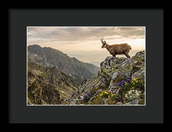 Chamois Standing Proudly On Alpine Peaks