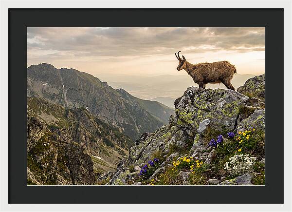 Chamois Standing Proudly On Alpine Peaks