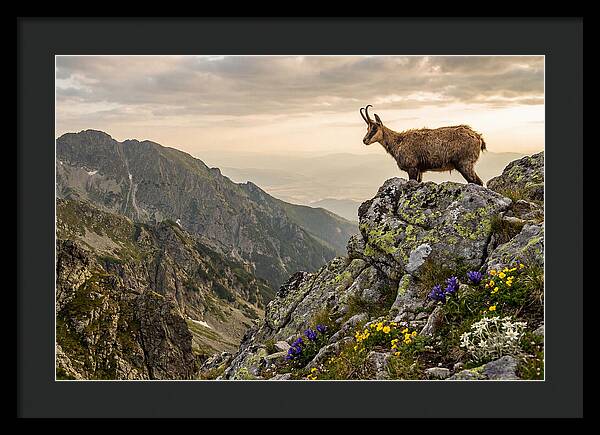 Chamois Standing Proudly On Alpine Peaks