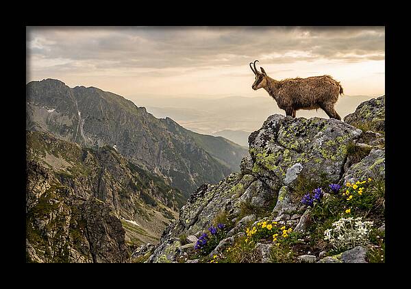Chamois Standing Proudly On Alpine Peaks