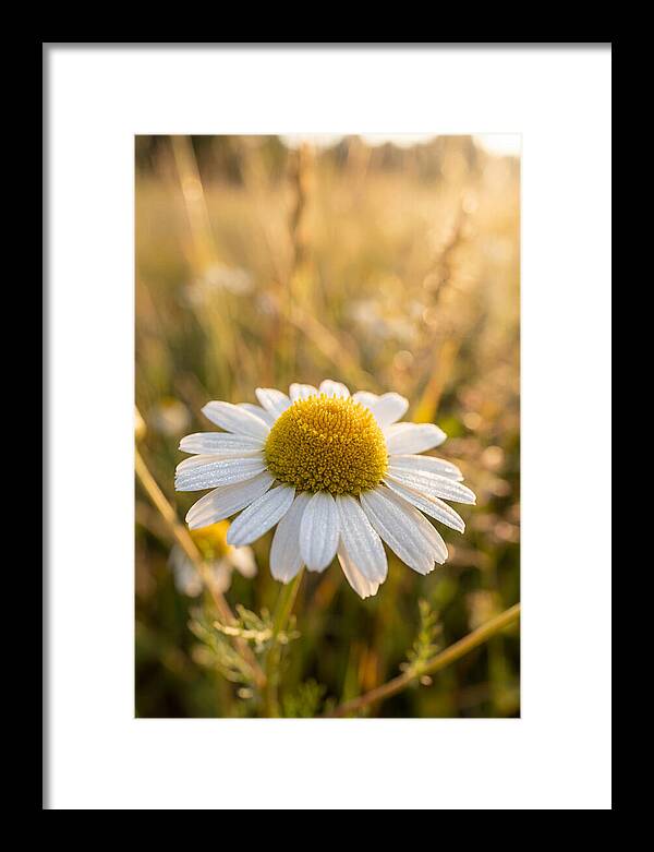 Chamomile Blossom In Sunlight