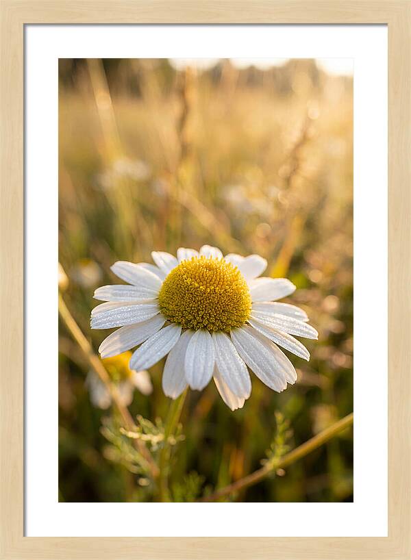 Chamomile Blossom In Sunlight
