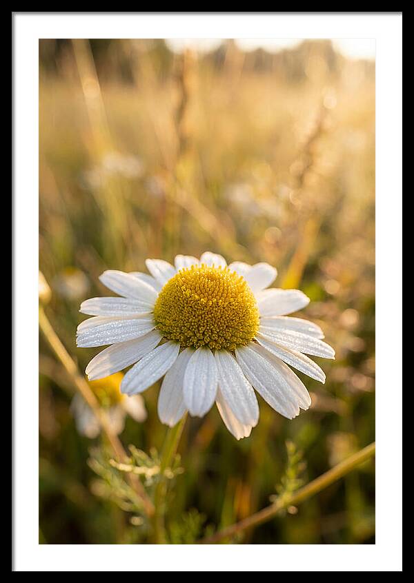Chamomile Blossom In Sunlight