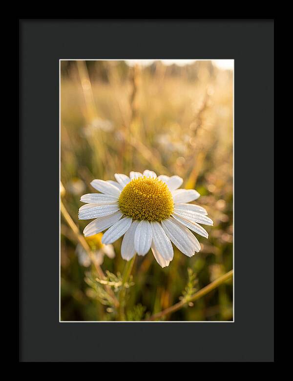 Chamomile Blossom In Sunlight