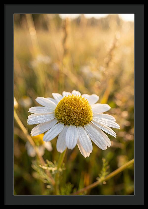 Chamomile Blossom In Sunlight