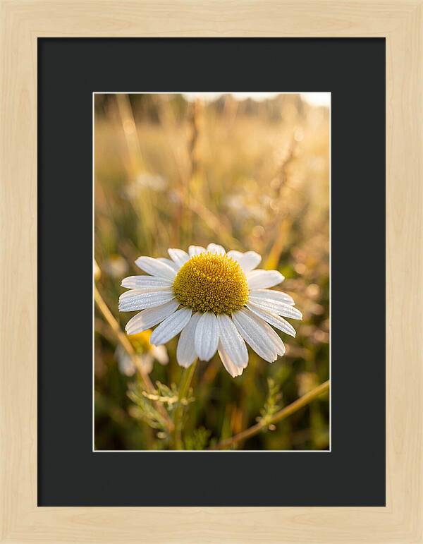 Chamomile Blossom In Sunlight