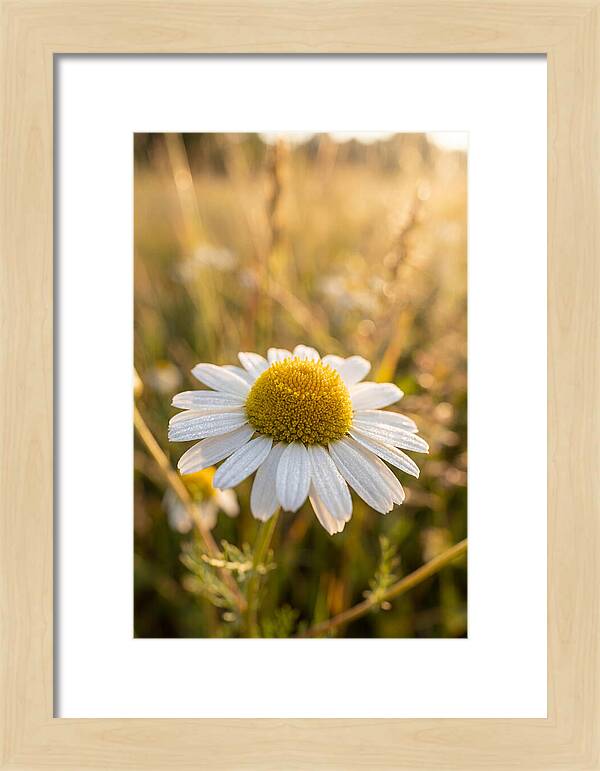 Chamomile Blossom In Sunlight