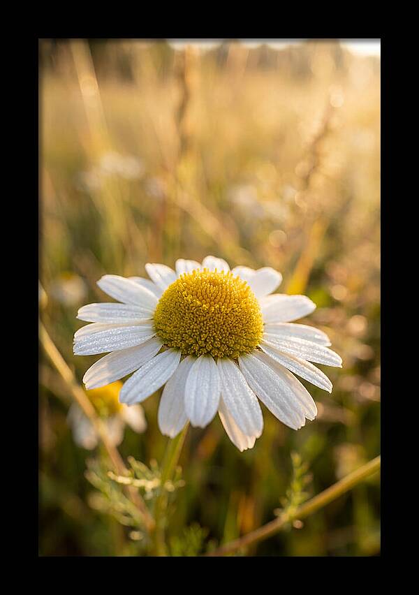 Chamomile Blossom In Sunlight
