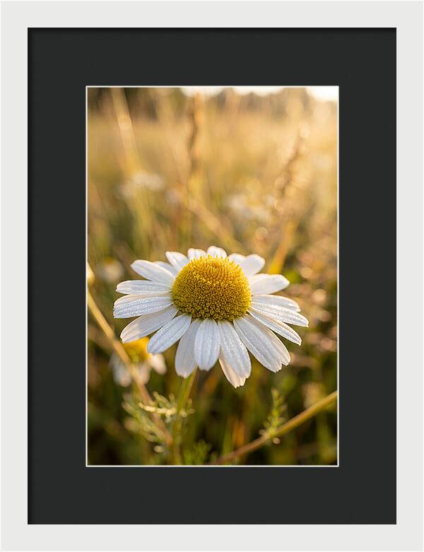 Chamomile Blossom In Sunlight