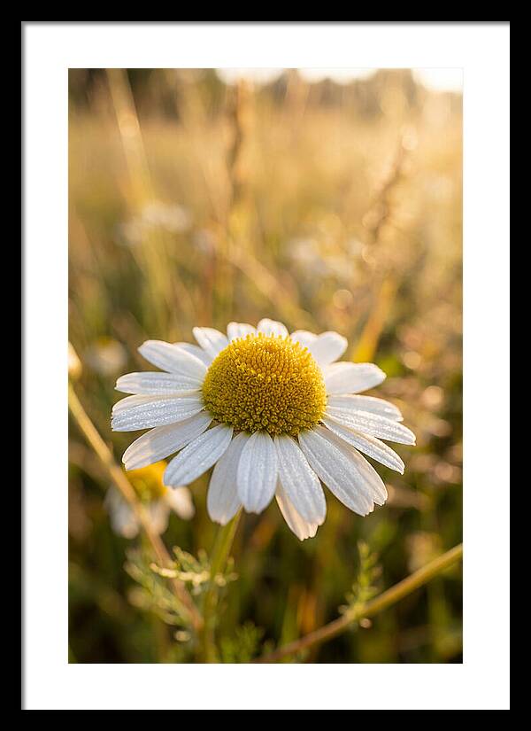 Chamomile Blossom In Sunlight