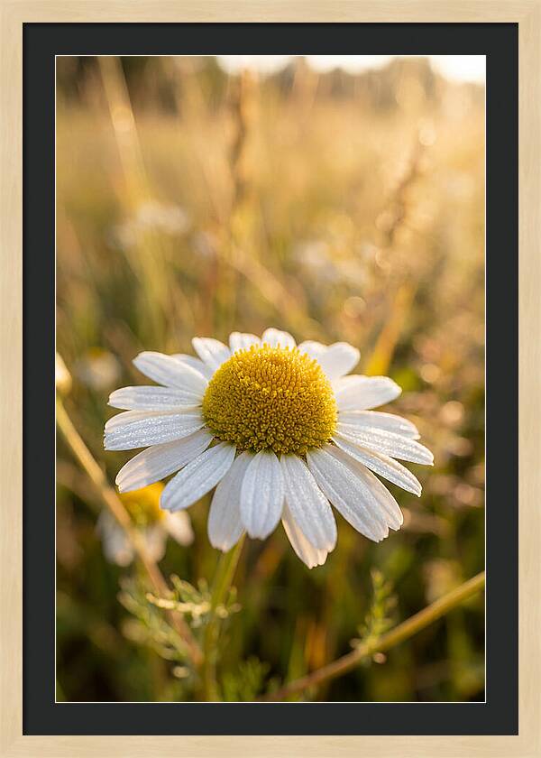 Chamomile Blossom In Sunlight