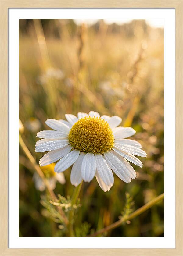 Chamomile Blossom In Sunlight
