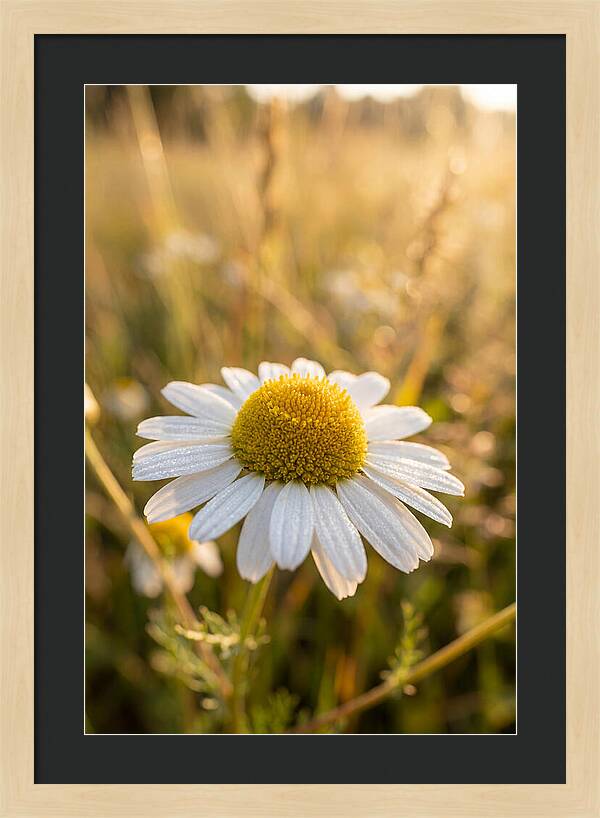 Chamomile Blossom In Sunlight