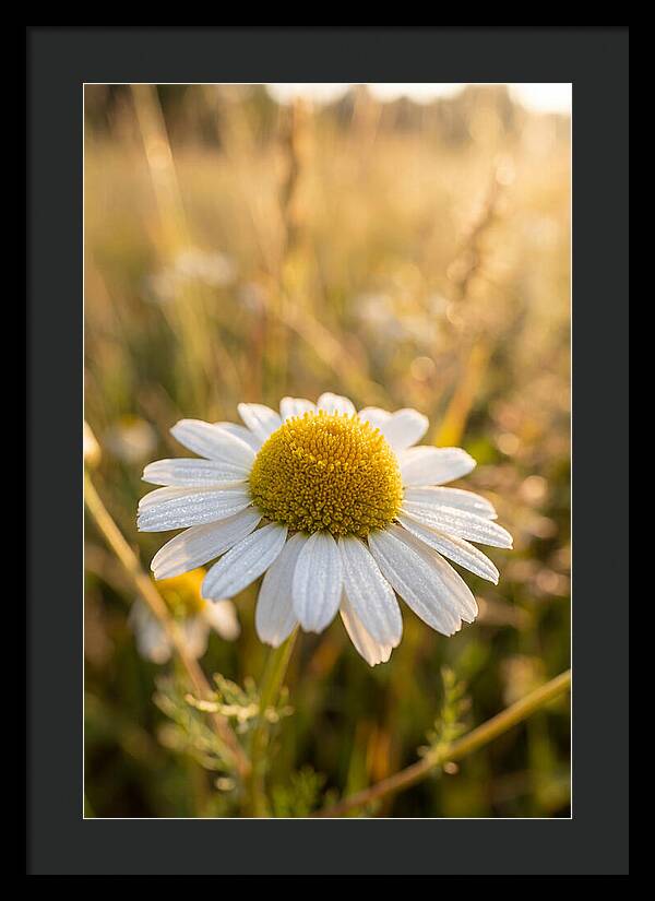 Chamomile Blossom In Sunlight