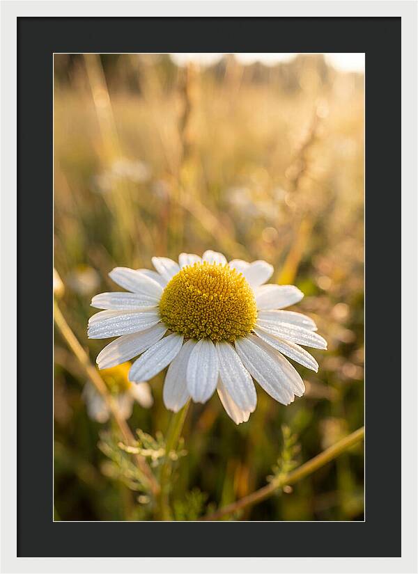 Chamomile Blossom In Sunlight