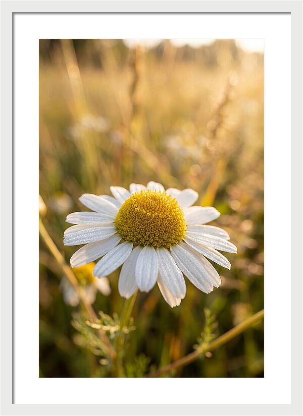Chamomile Blossom In Sunlight