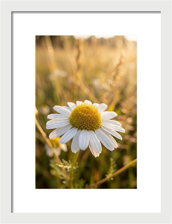 Chamomile Blossom In Sunlight