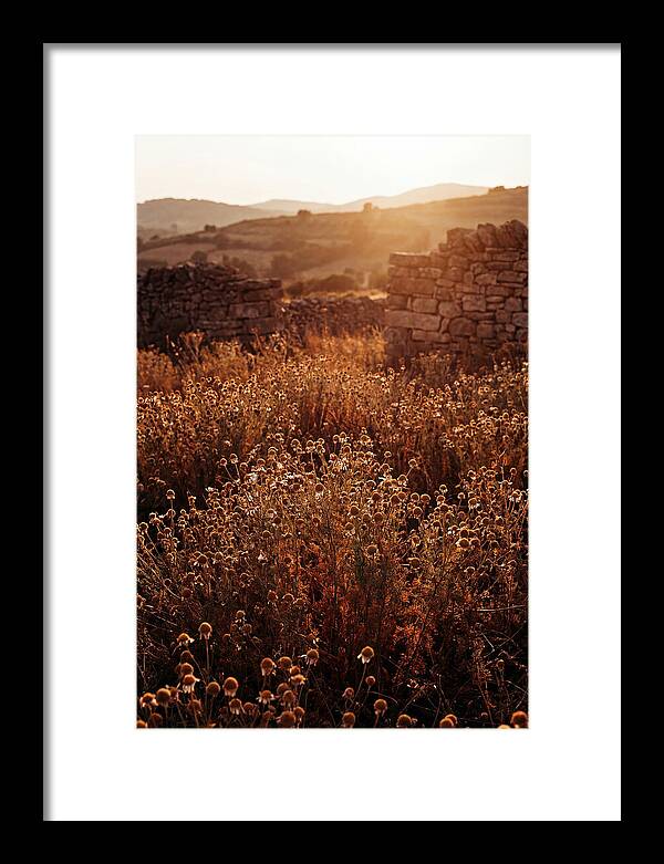 Chamomile Field At Sunset