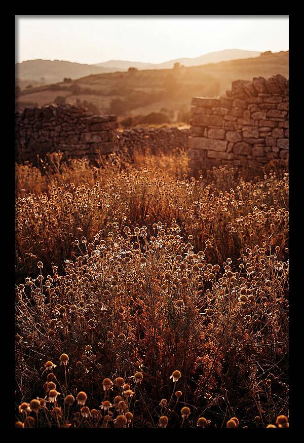 Chamomile Field At Sunset