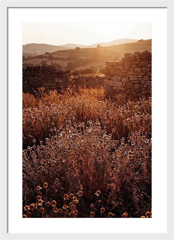 Chamomile Field At Sunset