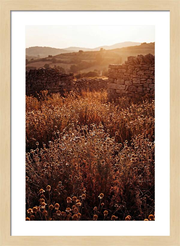 Chamomile Field At Sunset