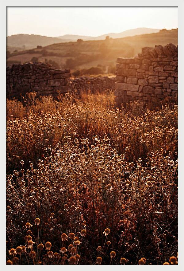 Chamomile Field At Sunset