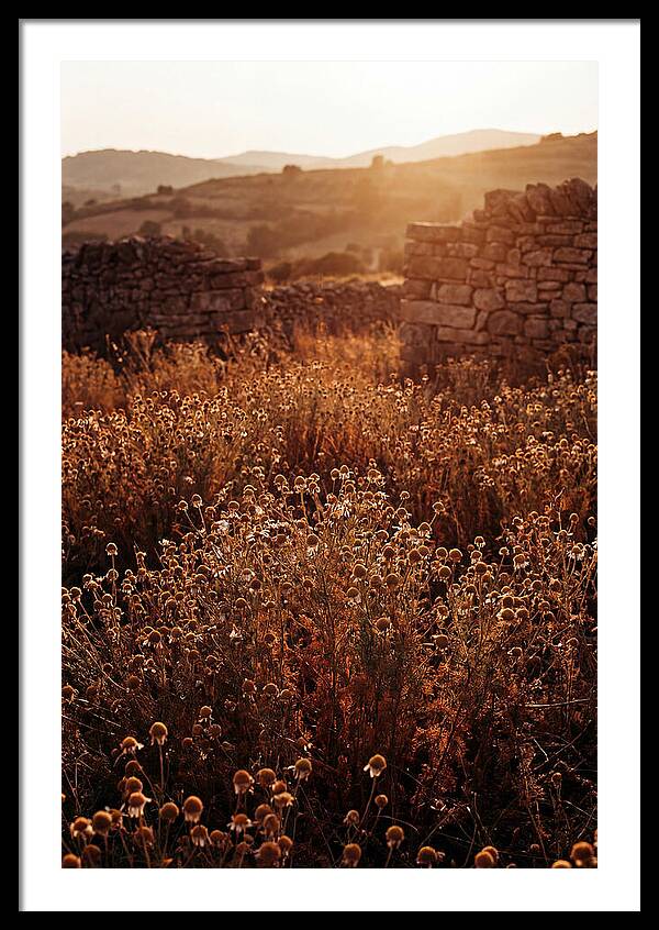 Chamomile Field At Sunset
