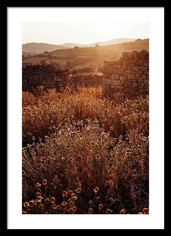 Chamomile Field At Sunset