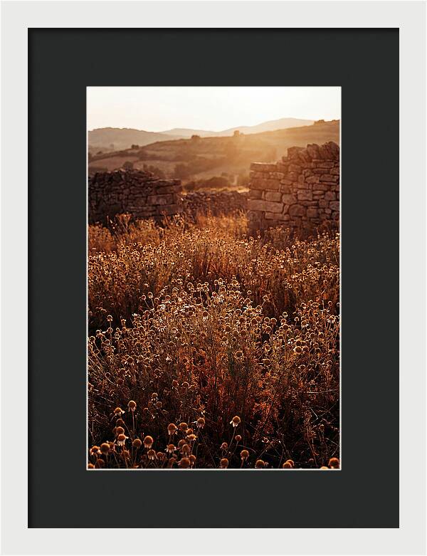 Chamomile Field At Sunset