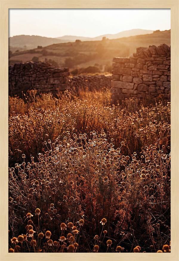 Chamomile Field At Sunset