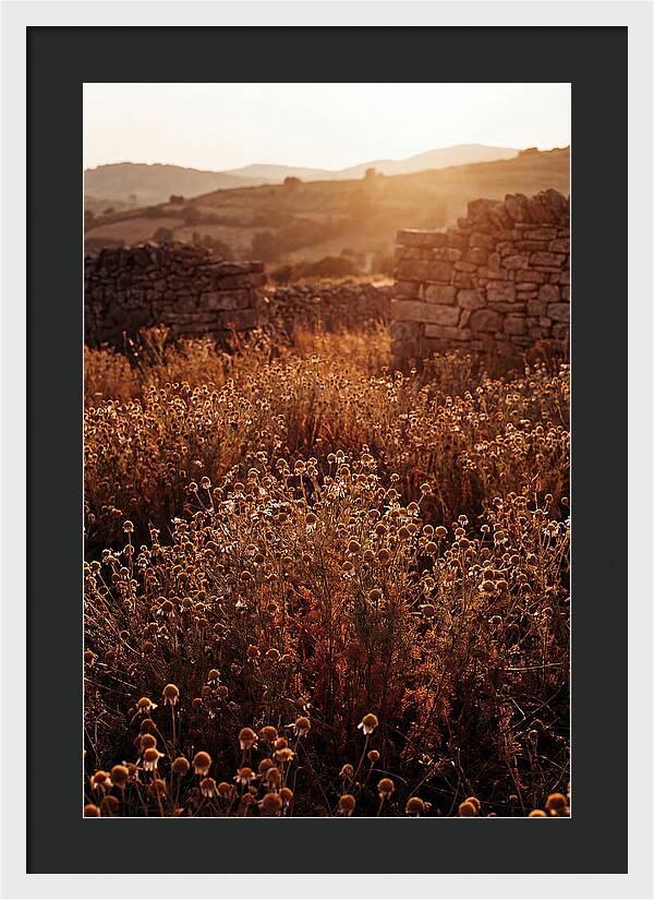 Chamomile Field At Sunset