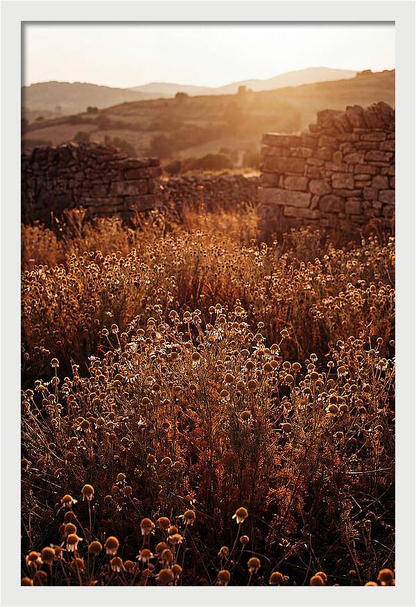 Chamomile Field At Sunset
