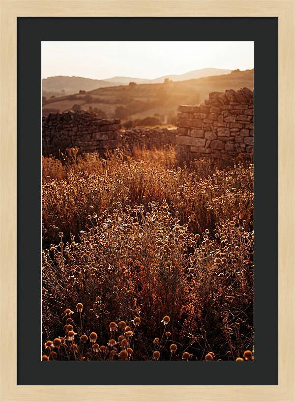 Chamomile Field At Sunset