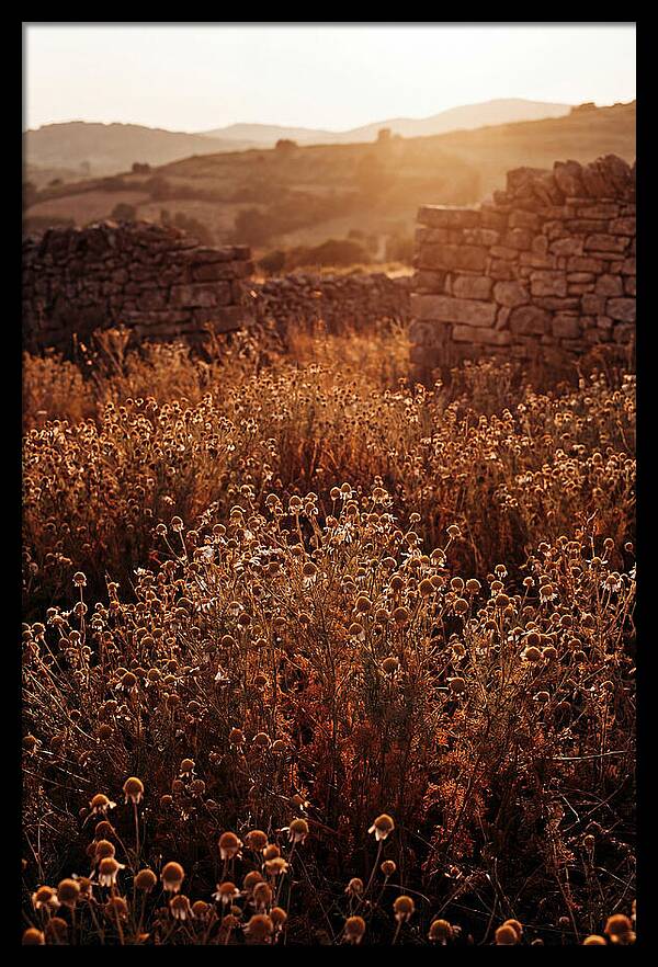 Chamomile Field At Sunset